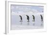 Emperor Penguin Line of Four Adults Walking across Ice-null-Framed Photographic Print