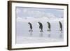 Emperor Penguin Line of Four Adults Walking across Ice-null-Framed Photographic Print