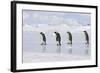 Emperor Penguin Line of Four Adults Walking across Ice-null-Framed Photographic Print