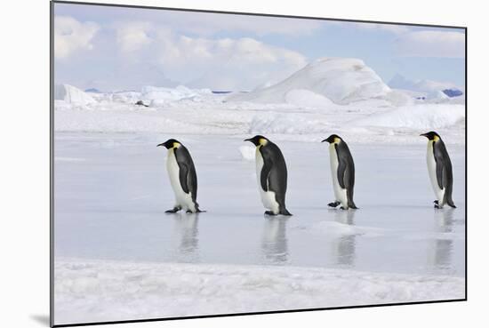 Emperor Penguin Line of Four Adults Walking across Ice-null-Mounted Photographic Print