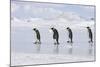 Emperor Penguin Line of Four Adults Walking across Ice-null-Mounted Photographic Print