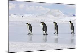 Emperor Penguin Line of Four Adults Walking across Ice-null-Mounted Photographic Print