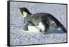 Emperor Penguin on His Belly-DLILLC-Framed Stretched Canvas