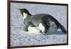 Emperor Penguin on His Belly-DLILLC-Framed Photographic Print