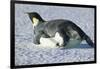 Emperor Penguin on His Belly-DLILLC-Framed Photographic Print