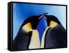 Emperor Penguin Pair, Antarctica-Art Wolfe-Framed Stretched Canvas