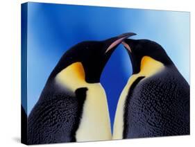 Emperor Penguin Pair, Antarctica-Art Wolfe-Stretched Canvas