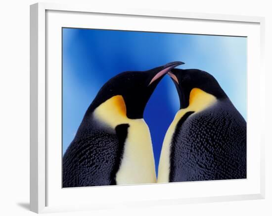 Emperor Penguin Pair, Antarctica-Art Wolfe-Framed Photographic Print