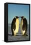 Emperor Penguin Pair Facing Each Other-null-Framed Stretched Canvas