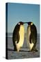 Emperor Penguin Pair Facing Each Other-null-Stretched Canvas