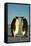 Emperor Penguin Pair Facing Each Other-null-Framed Stretched Canvas