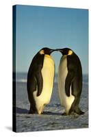 Emperor Penguin Pair Facing Each Other-null-Stretched Canvas