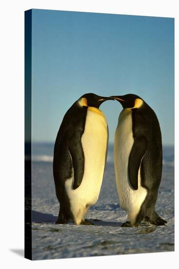 Emperor Penguin Pair Facing Each Other-null-Stretched Canvas