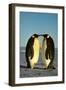 Emperor Penguin Pair Facing Each Other-null-Framed Photographic Print