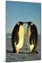 Emperor Penguin Pair Facing Each Other-null-Mounted Photographic Print