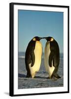 Emperor Penguin Pair Facing Each Other-null-Framed Photographic Print