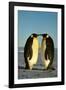 Emperor Penguin Pair Facing Each Other-null-Framed Photographic Print