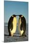 Emperor Penguin Pair Facing Each Other-null-Mounted Photographic Print