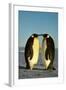 Emperor Penguin Pair Facing Each Other-null-Framed Photographic Print
