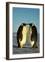 Emperor Penguin Pair Facing Each Other-null-Framed Photographic Print