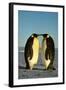 Emperor Penguin Pair Facing Each Other-null-Framed Photographic Print