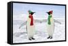 Emperor Penguin Pair Holding Hands Wearing Christmas-null-Framed Stretched Canvas