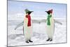 Emperor Penguin Pair Holding Hands Wearing Christmas-null-Mounted Photographic Print