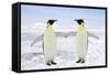 Emperor Penguin Pair Holding Hands-null-Framed Stretched Canvas