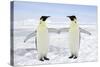 Emperor Penguin Pair Holding Hands-null-Stretched Canvas