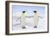 Emperor Penguin Pair Holding Hands-null-Framed Premium Photographic Print