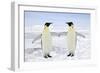 Emperor Penguin Pair Holding Hands-null-Framed Premium Photographic Print