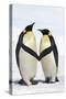 Emperor Penguin Pair Holding Hands-null-Stretched Canvas