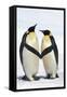 Emperor Penguin Pair Holding Hands-null-Framed Stretched Canvas