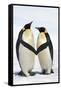 Emperor Penguin Pair Holding Hands-null-Framed Stretched Canvas