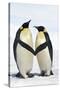 Emperor Penguin Pair Holding Hands-null-Stretched Canvas