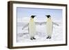 Emperor Penguin Pair Holding Hands-null-Framed Photographic Print