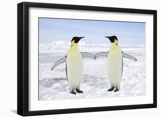 Emperor Penguin Pair Holding Hands-null-Framed Photographic Print