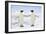 Emperor Penguin Pair Holding Hands-null-Framed Photographic Print