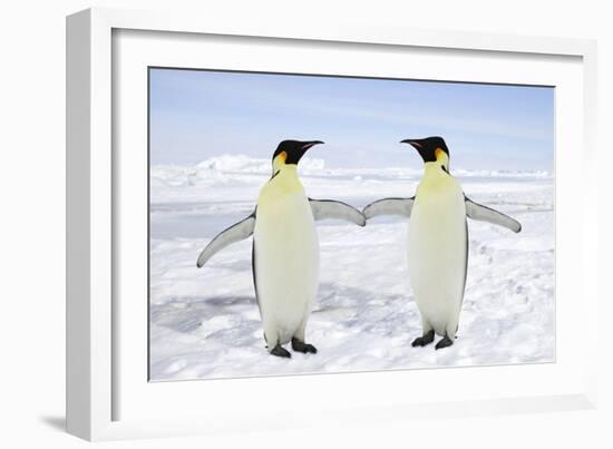 Emperor Penguin Pair Holding Hands-null-Framed Photographic Print