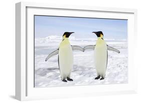 Emperor Penguin Pair Holding Hands-null-Framed Photographic Print