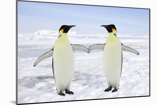 Emperor Penguin Pair Holding Hands-null-Mounted Photographic Print