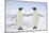 Emperor Penguin Pair Holding Hands-null-Mounted Photographic Print