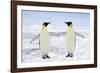 Emperor Penguin Pair Holding Hands-null-Framed Photographic Print