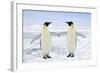 Emperor Penguin Pair Holding Hands-null-Framed Photographic Print