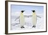 Emperor Penguin Pair Holding Hands-null-Framed Photographic Print