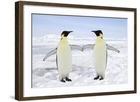 Emperor Penguin Pair Holding Hands-null-Framed Photographic Print