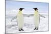 Emperor Penguin Pair Holding Hands-null-Mounted Photographic Print