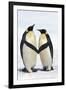 Emperor Penguin Pair Holding Hands-null-Framed Photographic Print