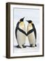 Emperor Penguin Pair Holding Hands-null-Framed Photographic Print