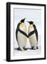 Emperor Penguin Pair Holding Hands-null-Framed Photographic Print